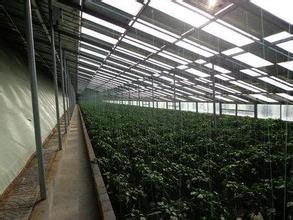 Xiamen Young Zone Solar Technology Co., Ltd. - Montagesysteme - Agricultural Mounting Agricultural Mounting - Art. 5955